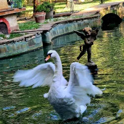 Pineta di Ponente - Viareggio
