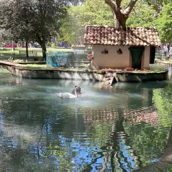 Pineta di Ponente - Viareggio