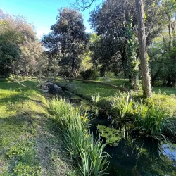 Pineta di Ponente - Viareggio