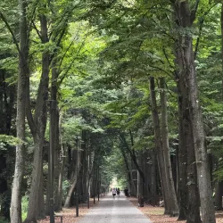 Pineta di Ponente - Viareggio