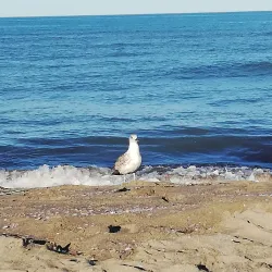 Viareggio Beach - Viareggio