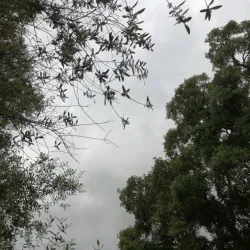 Parco di San Giorgio - Villacidro