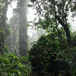 Banco National Park - Adzope