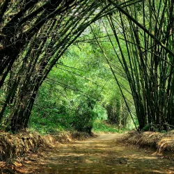 Banco National Park - Adzope