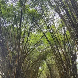 Daloa Botanical Garden - Daloa