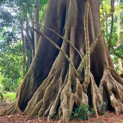 Daloa Botanical Garden - Daloa