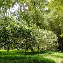 Daloa Botanical Garden - Daloa