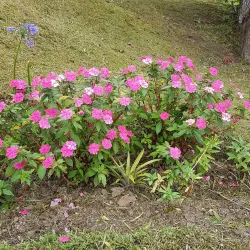 Holywell Recreation Area - Bamboo
