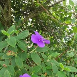 Holywell Recreation Area - Bamboo