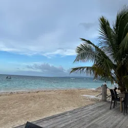 Navy Island - Bamboo