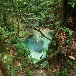 Reach Falls - Bamboo