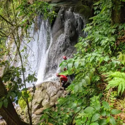 Reach Falls - Bamboo