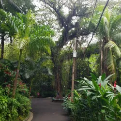 Reach Falls - Bamboo