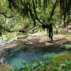 Reach Falls - Bamboo