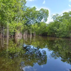 Black River Morass - Black River