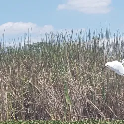 Black River Morass - Black River