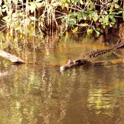 Black River Morass - Black River