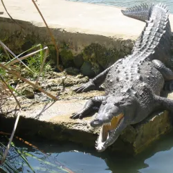 Black River Morass - Black River