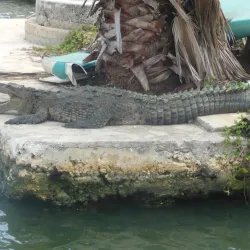 Black River Morass - Black River