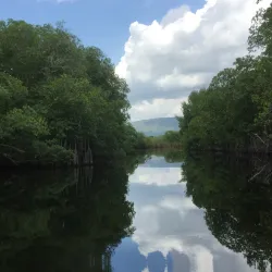 Black River Morass - Black River