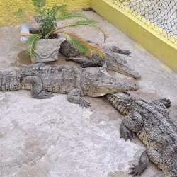 Black River Safari - Black River