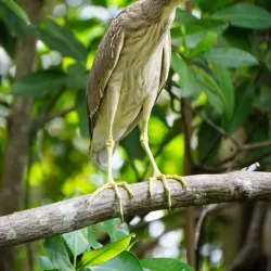 Black River Safari - Black River