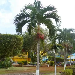 Brown's Town Community Centre - Brown's Town