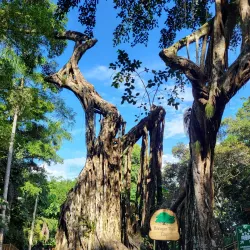 Dunn's River Falls - Brown's Town