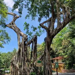 Dunn's River Falls - Brown's Town