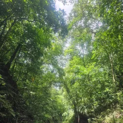 Fern Gully - Brown's Town