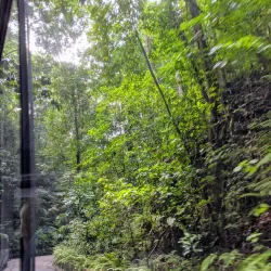 Fern Gully - Brown's Town