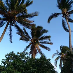 St. Ann's Bay - Brown's Town