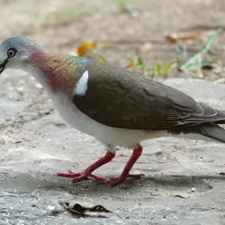 Rocklands Bird Sanctuary - Cambridge