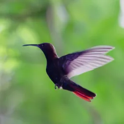 Rocklands Bird Sanctuary - Cambridge