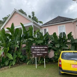 Blue Mountain Coffee Plantations (nearby) - Christiana