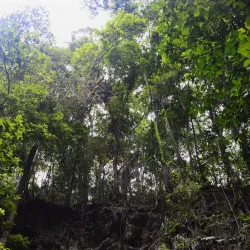 Fern Gully - Claremont