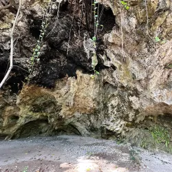 Fern Gully - Claremont