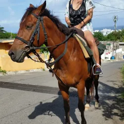 Mammee Bay - Claremont