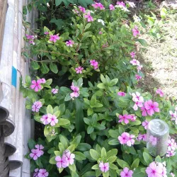 Clarendon Market - Clarendon Park