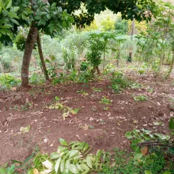 Clarendon Market - Clarendon Park