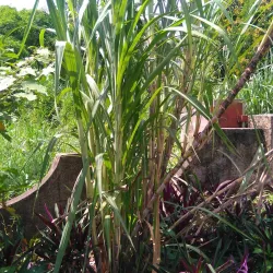 Clarendon Market - Clarendon Park