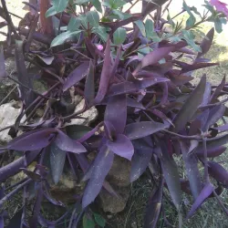 Clarendon Parish Church - Clarendon Park