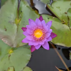 Cinchona Botanical Gardens - Ewarton