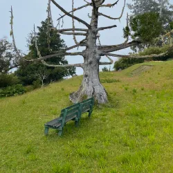 Cinchona Botanical Gardens - Ewarton