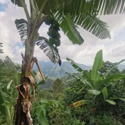 Blue Mountains - Kingston