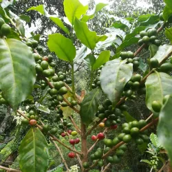 Blue Mountains - Kingston