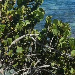 Lucea Parish Church - Lucea