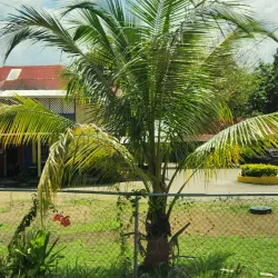Lucea Parish Church - Lucea