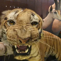 Manchester Museum - Manchester