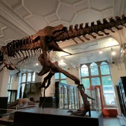 Manchester Museum - Manchester